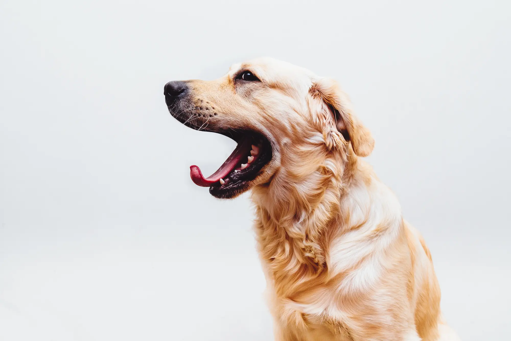 Yawning dog