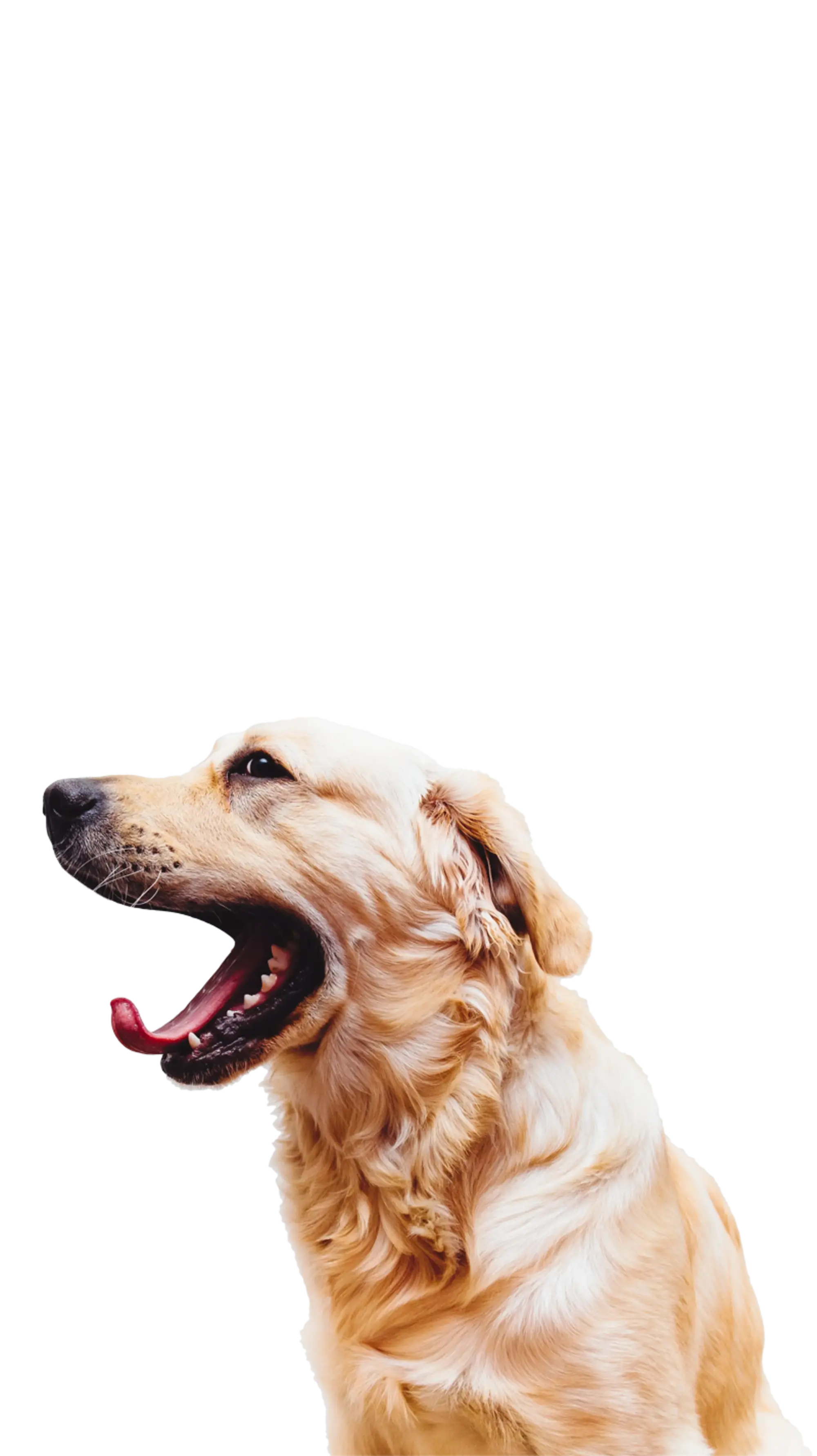 yawning dog